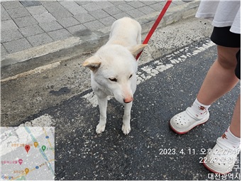 대전동물보호센터_430365202300120