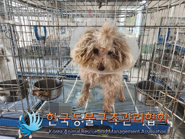 한국동물구조관리협회_411318202300152