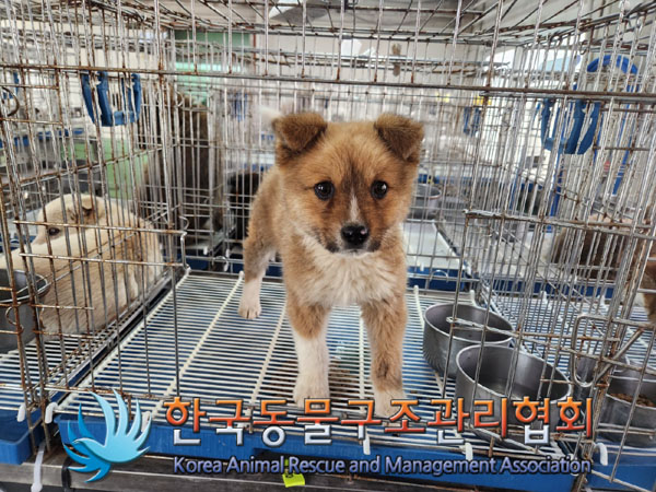 한국동물구조관리협회_441406202300429