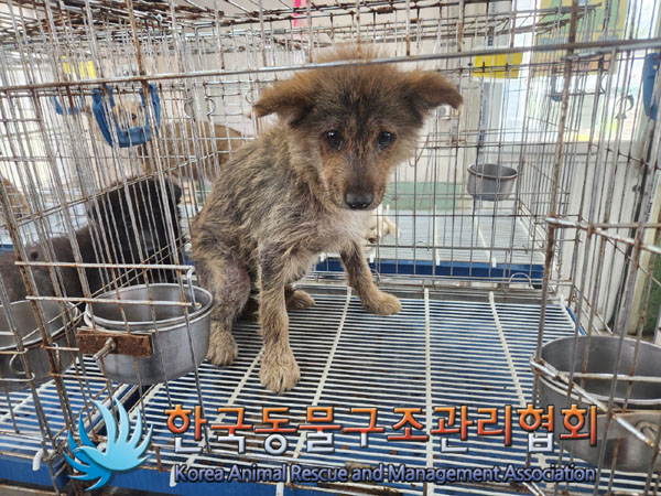 한국동물구조관리협회_441414202300231