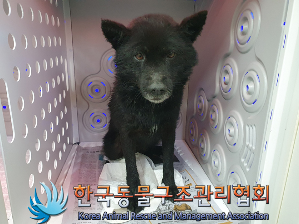 한국동물구조관리협회_441414202300235