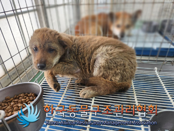 한국동물구조관리협회_441414202300233