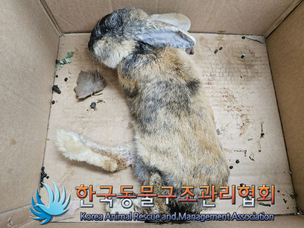 한국동물구조관리협회_411305202300121