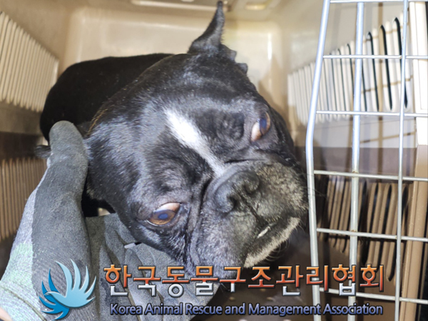 한국동물구조관리협회_441392202300041