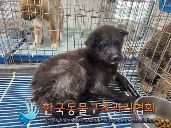 한국동물구조관리협회_441414202300232
