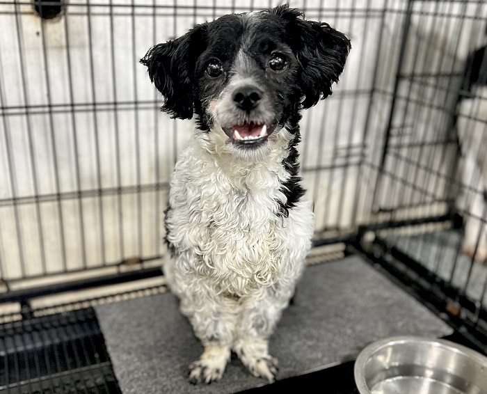 마산유기동물보호소_448528202300530