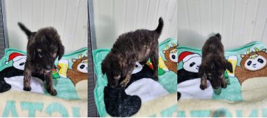 부산동물보호센터_426325202300057