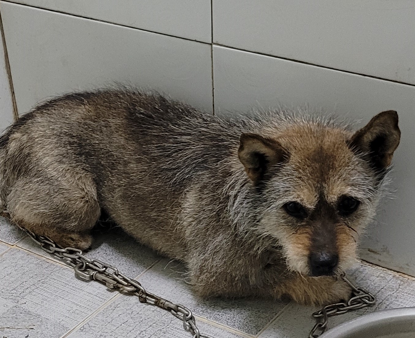 대구유기동물보호센터_427342202300207