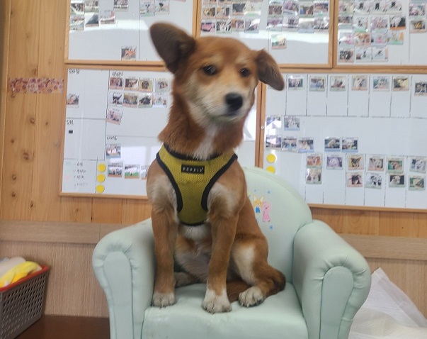진해유기동물보호소_448532202300353