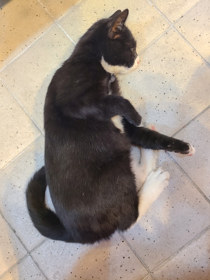 예스동물병원_427346202300282