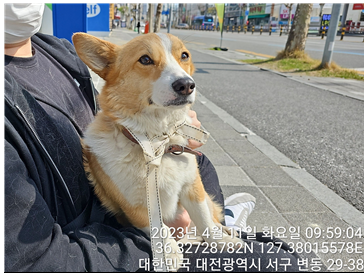 대전동물보호센터_430366202300167