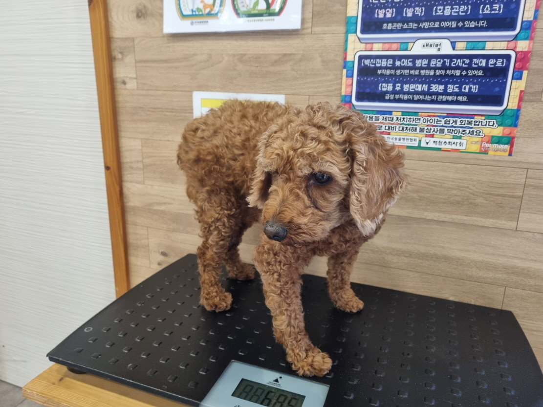 보호중 푸들의 가족…