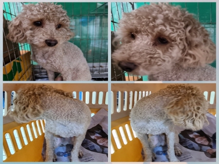 원주유기동물보호센터_442419202300180