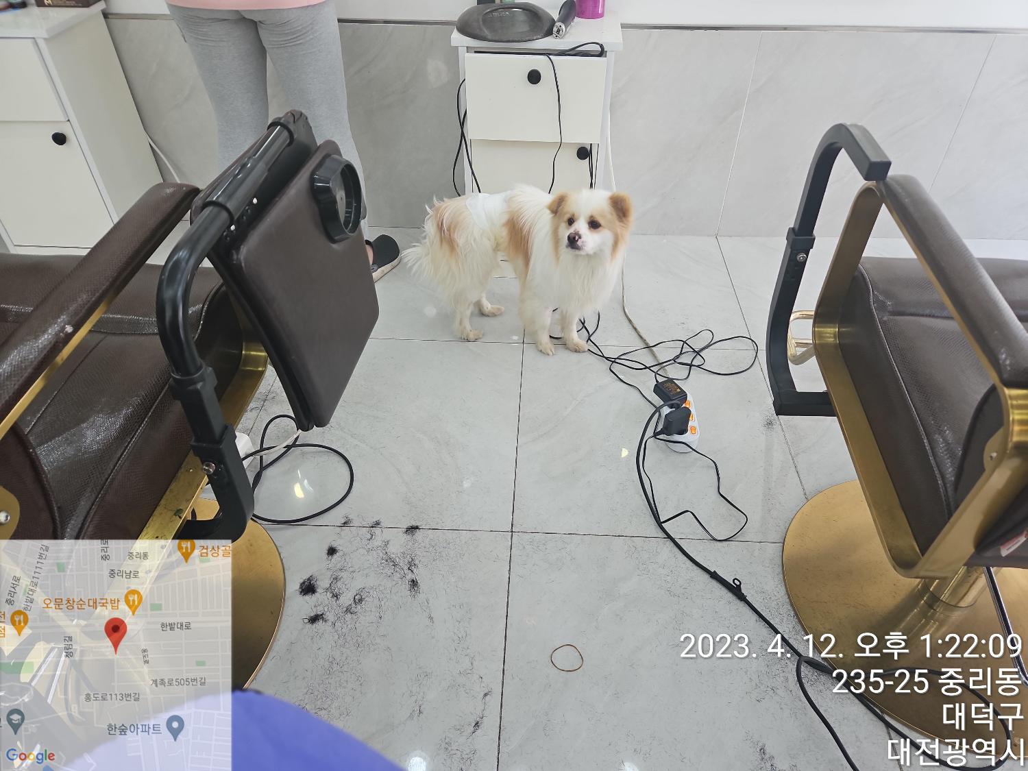 종료(반환) 믹스견…