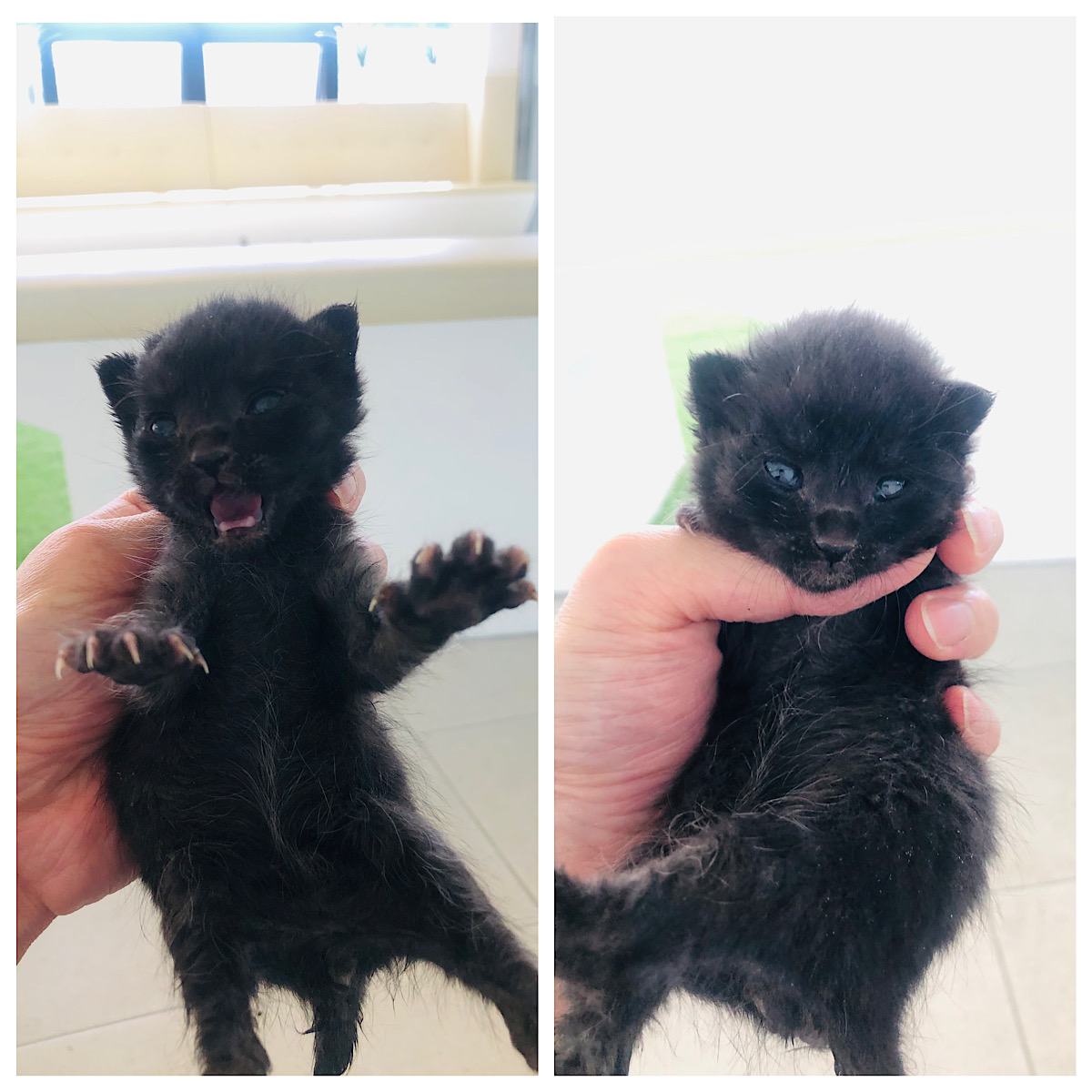 경주동물사랑보호센터_447505202300335