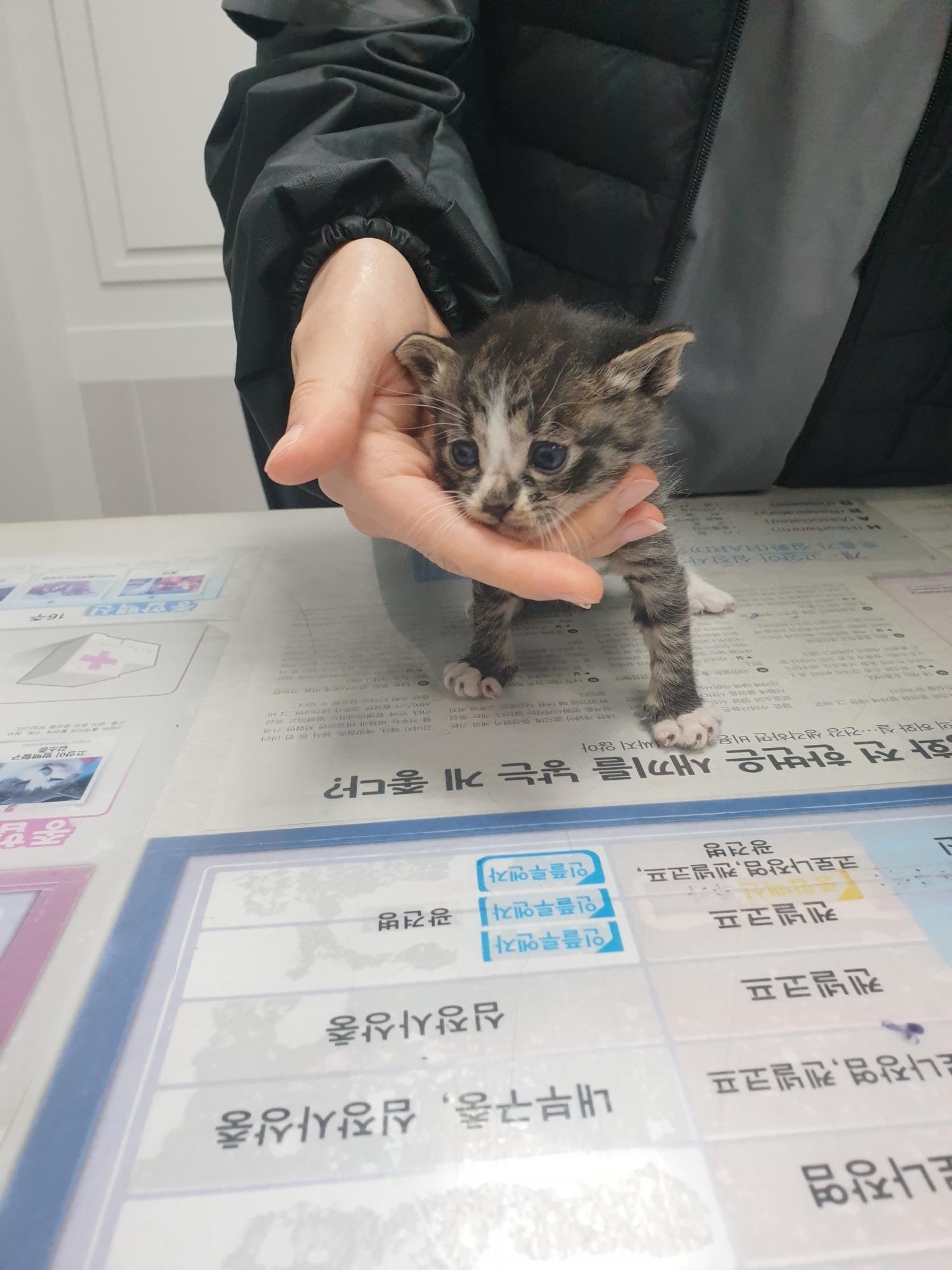 종료(입양) 한국 …