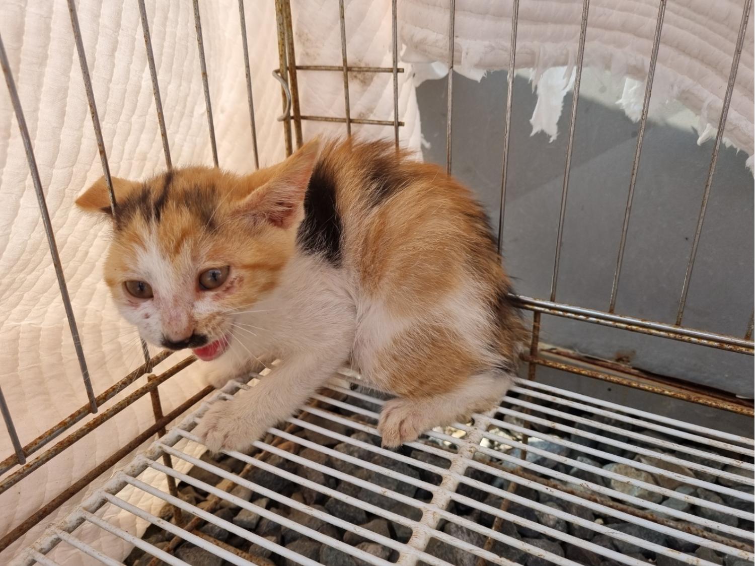 거제시유기동물보호소_448537202300343