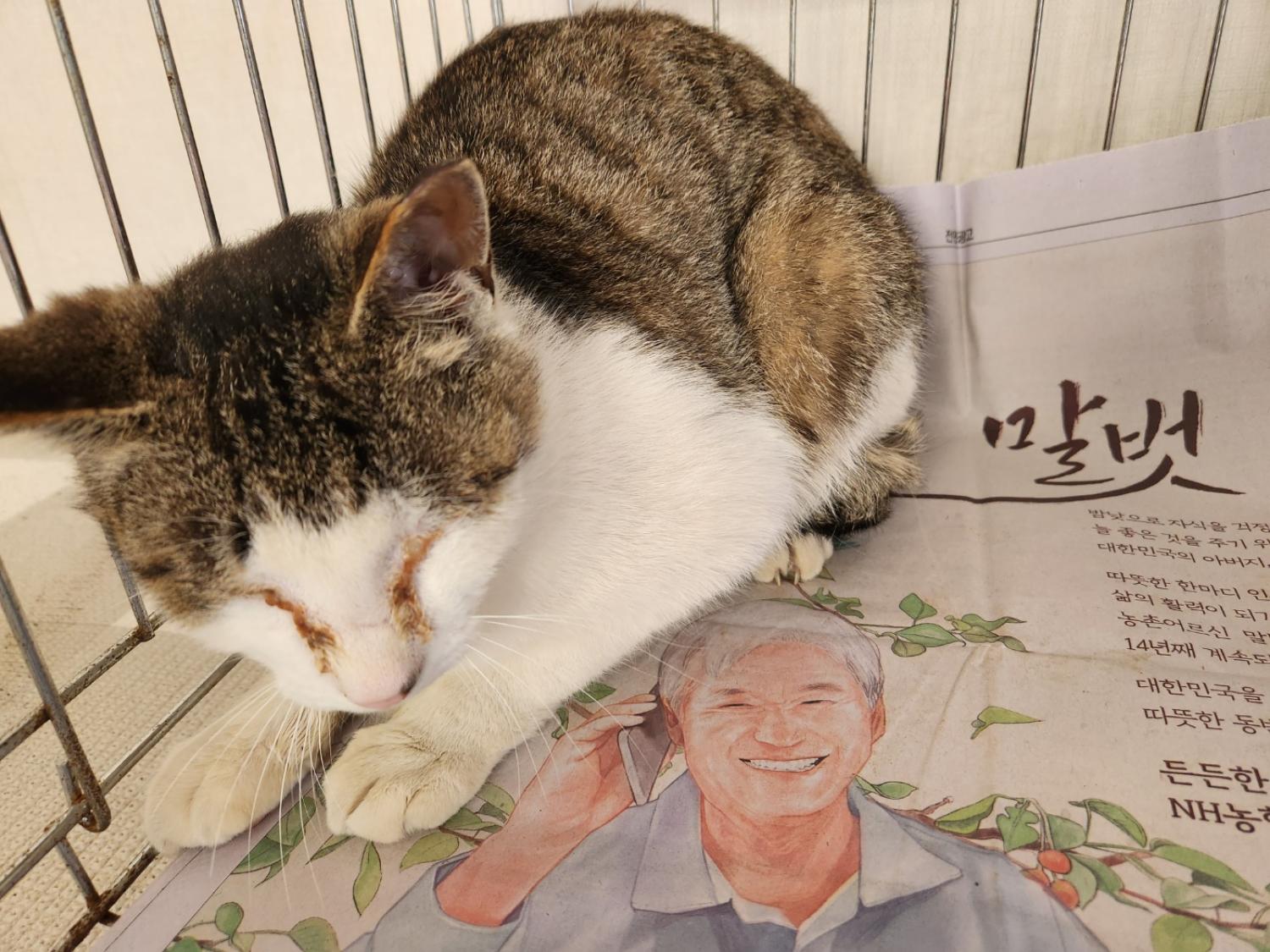 보호중 믹스묘의 가…