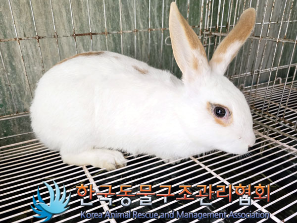 한국동물구조관리협회_411323202300232