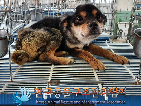 한국동물구조관리협회_411317202300076