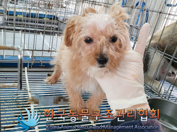 보호중 믹스견의 가…