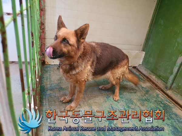 종료(반환) 셰퍼드…