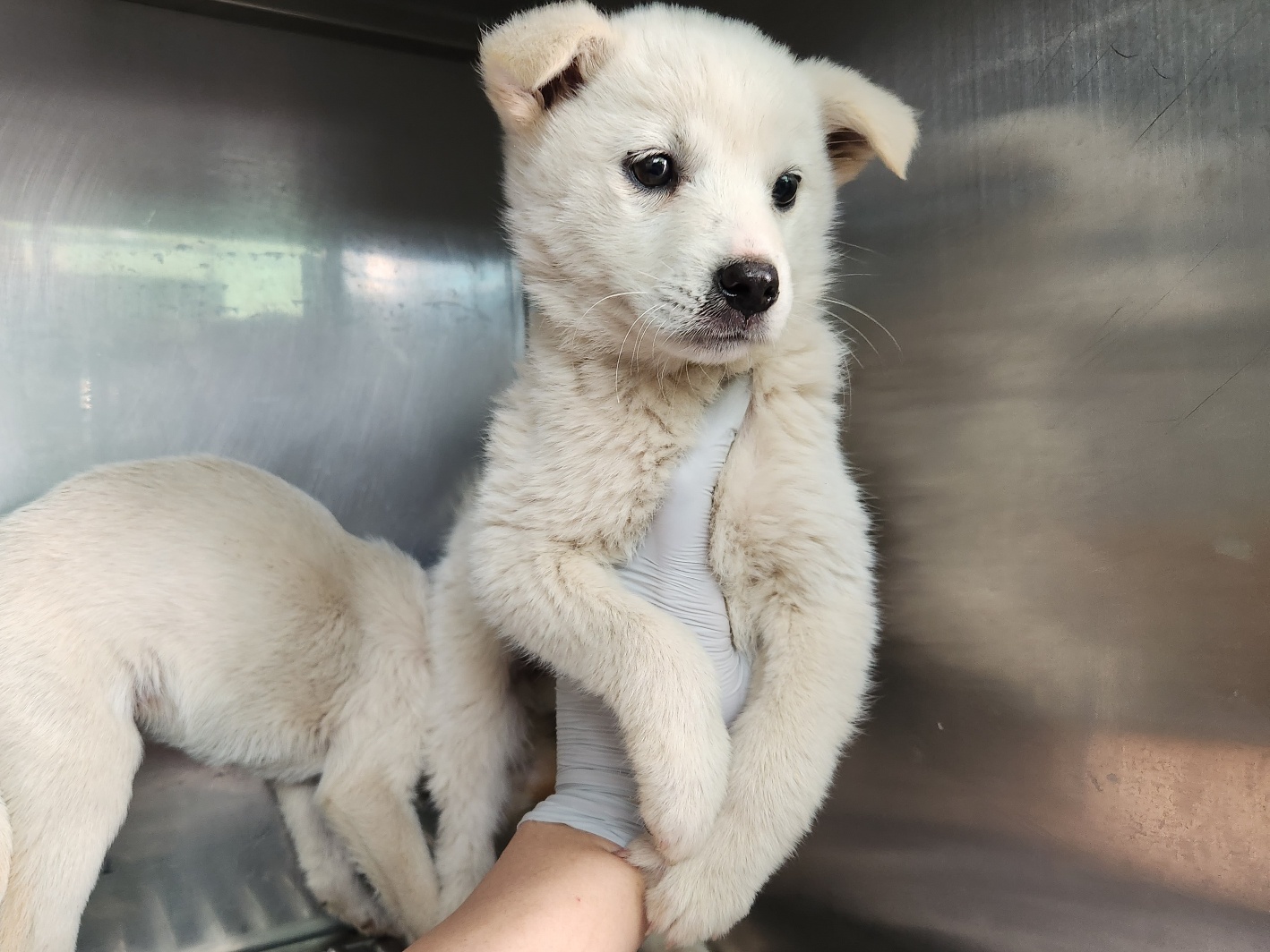 광주 동물보호소_429363202300198