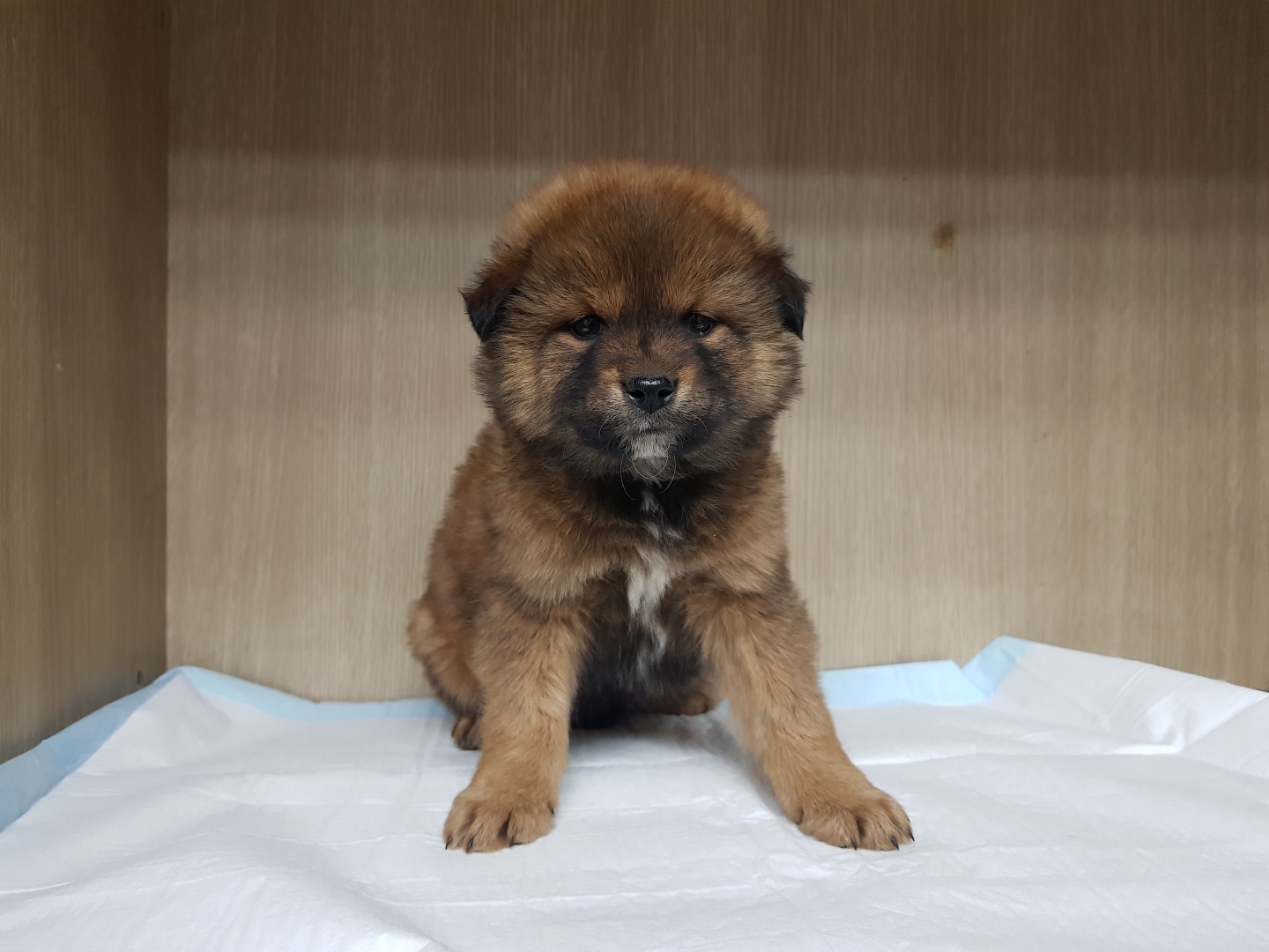 광주TNR동물병원송정_441554202300459