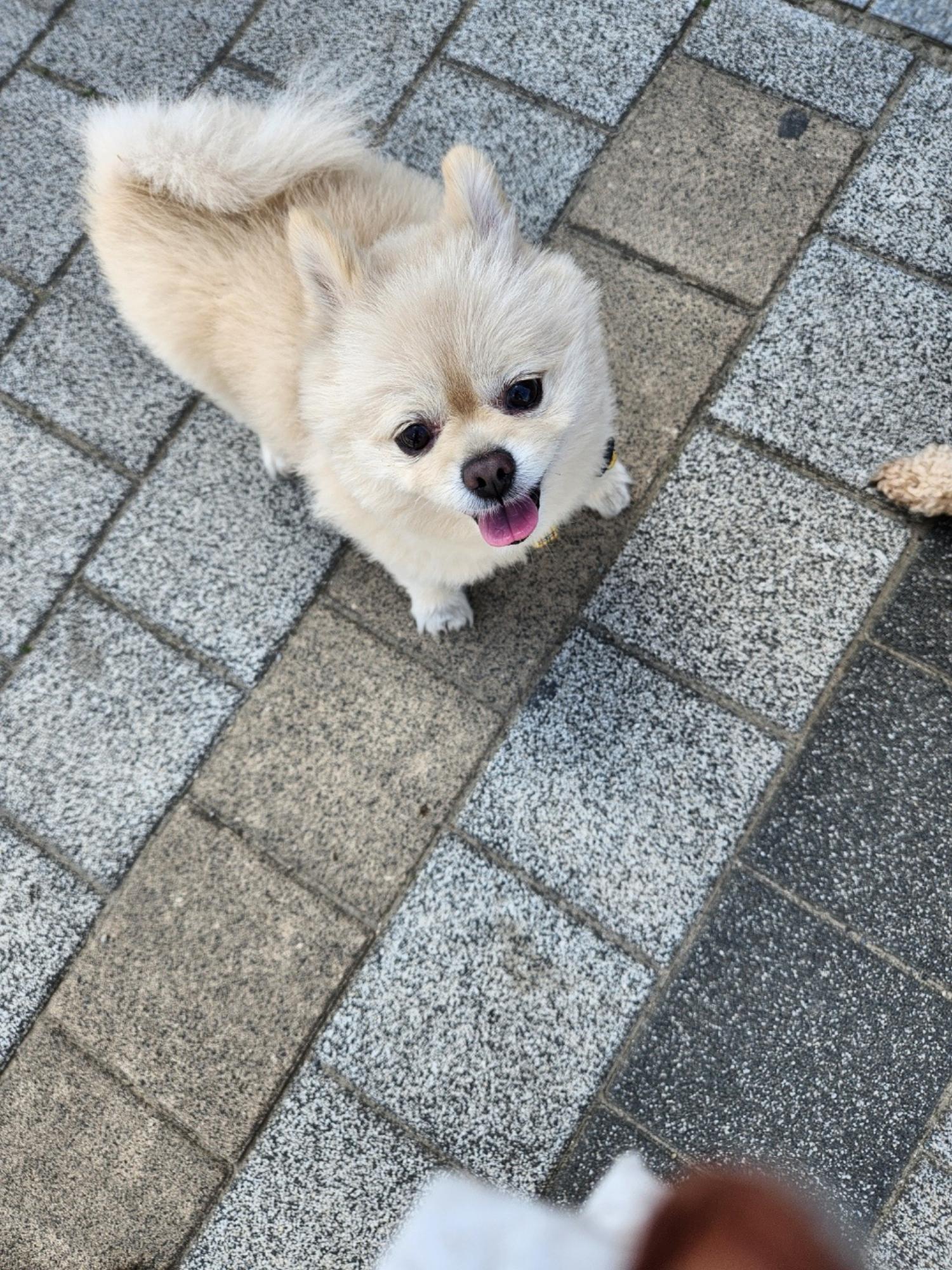 (사)영일동물플러스_447502202300279