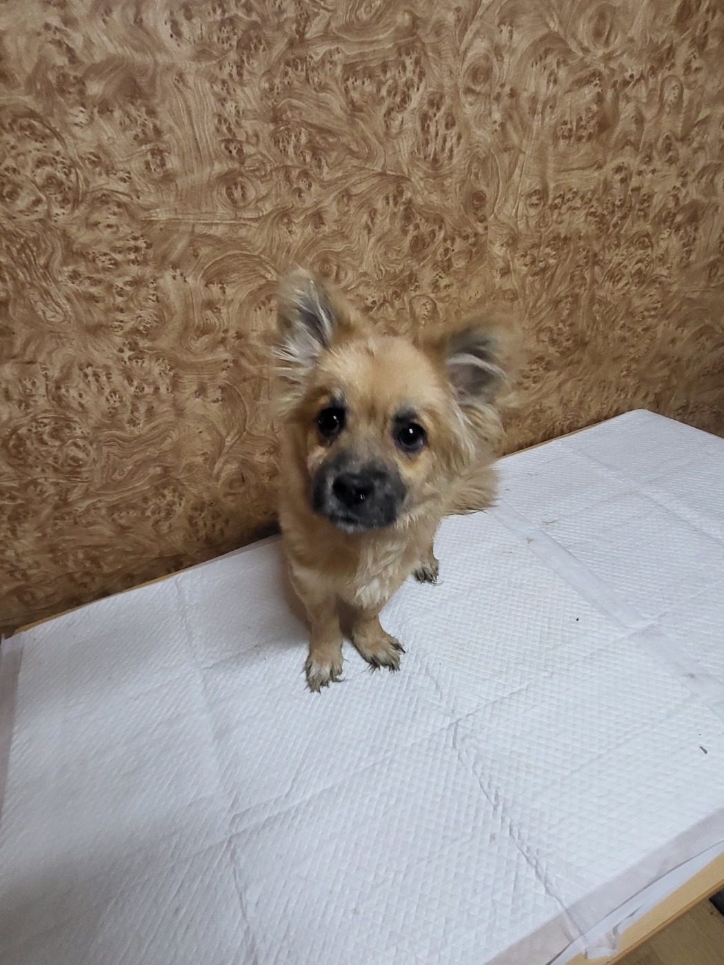 순천시유기동물보호소_446482202300199