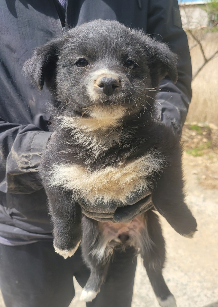 창녕 유기동물보호소_448541202300581