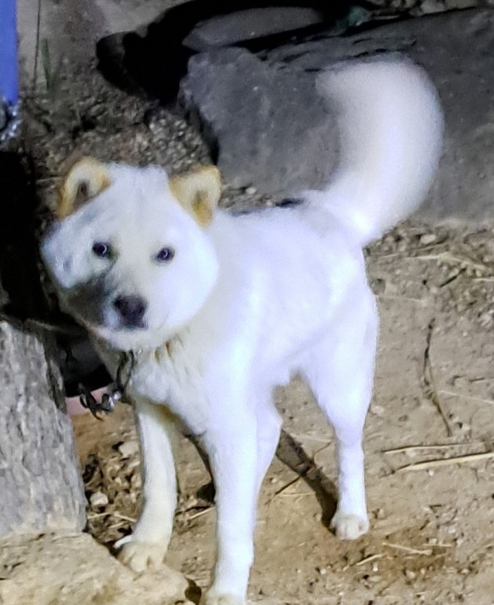 신안군유기동물보호소_446501202300074