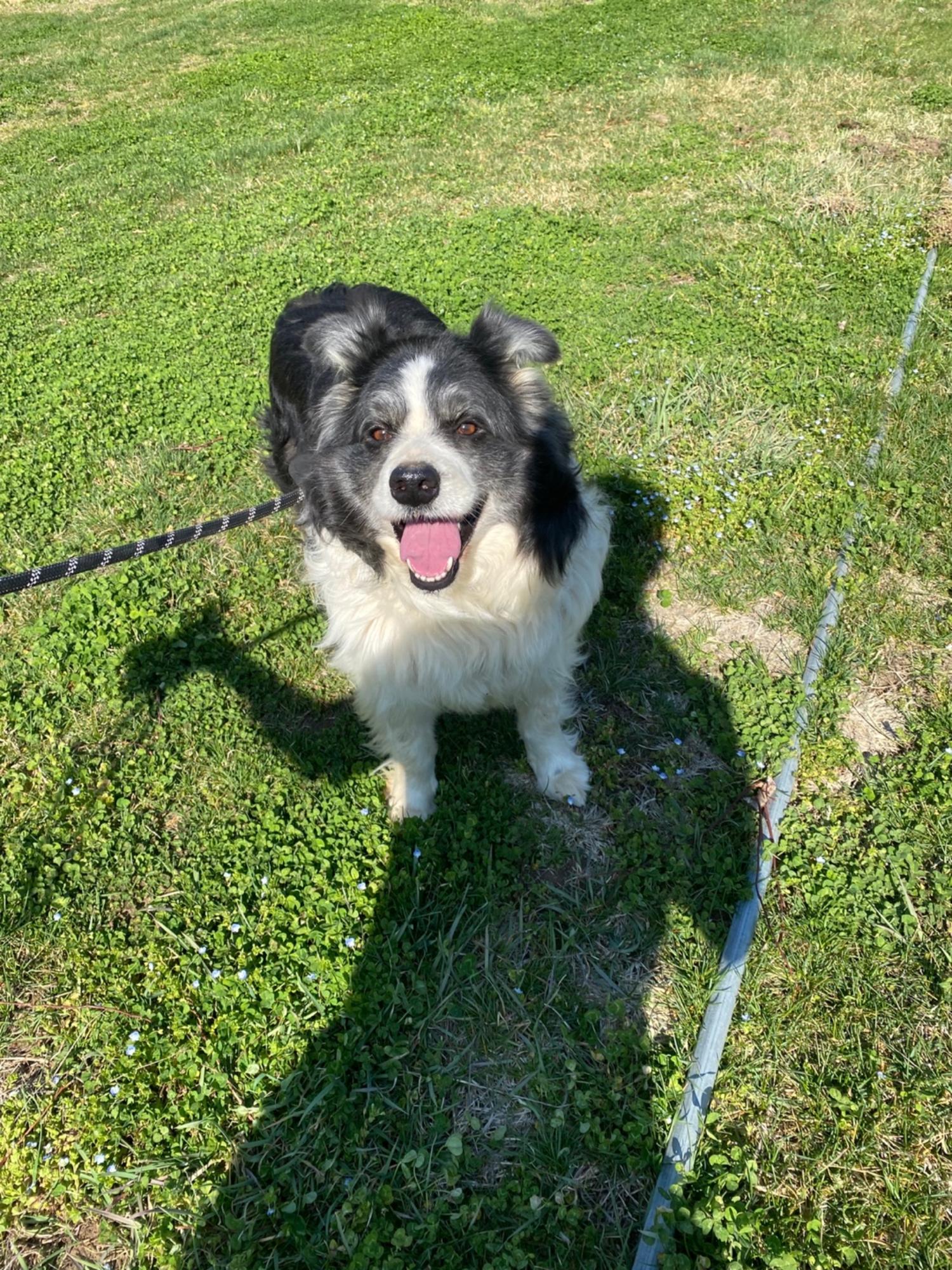 순창유기동물보호소_445477202300008