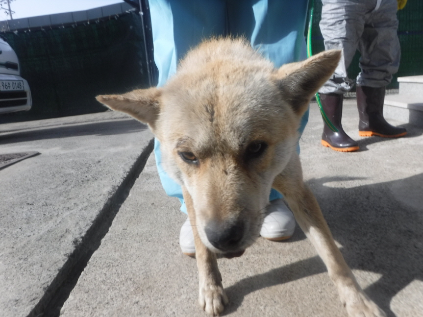 제주 동물보호센터_450650202301212