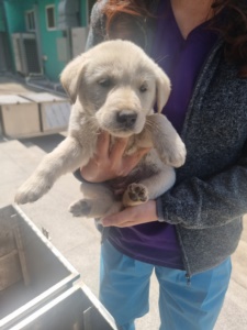 제주 동물보호센터_450650202301203