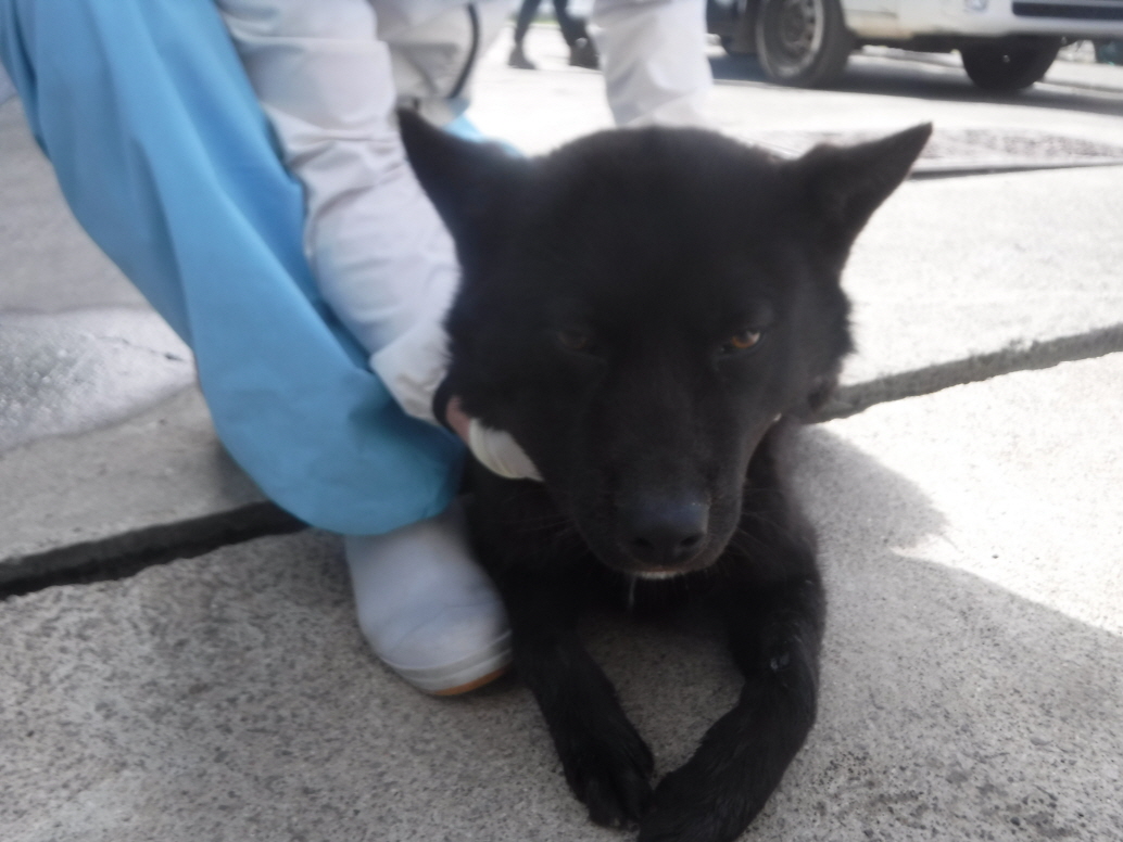 제주 동물보호센터_450650202301213