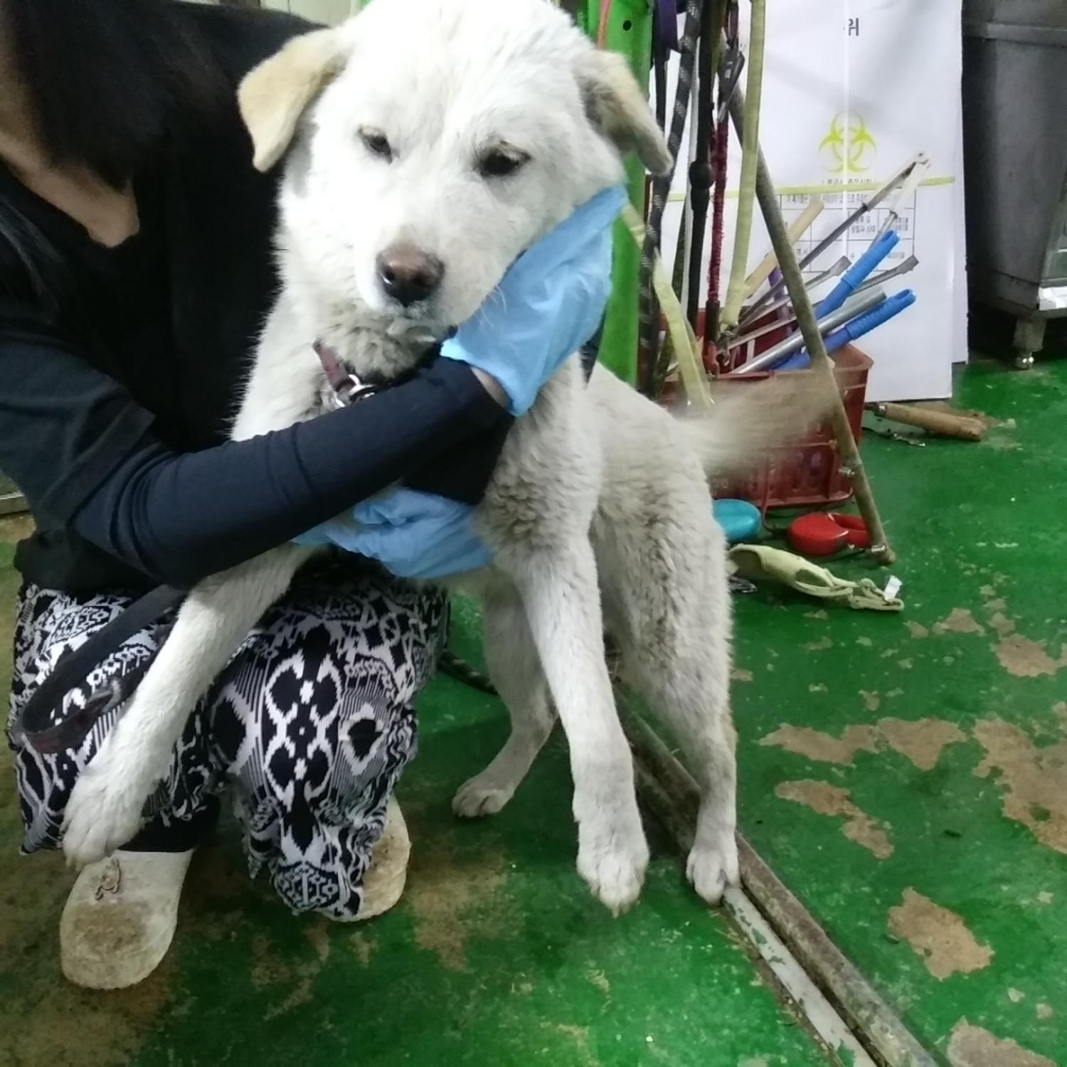 인천광역시수의사회_428353202300465