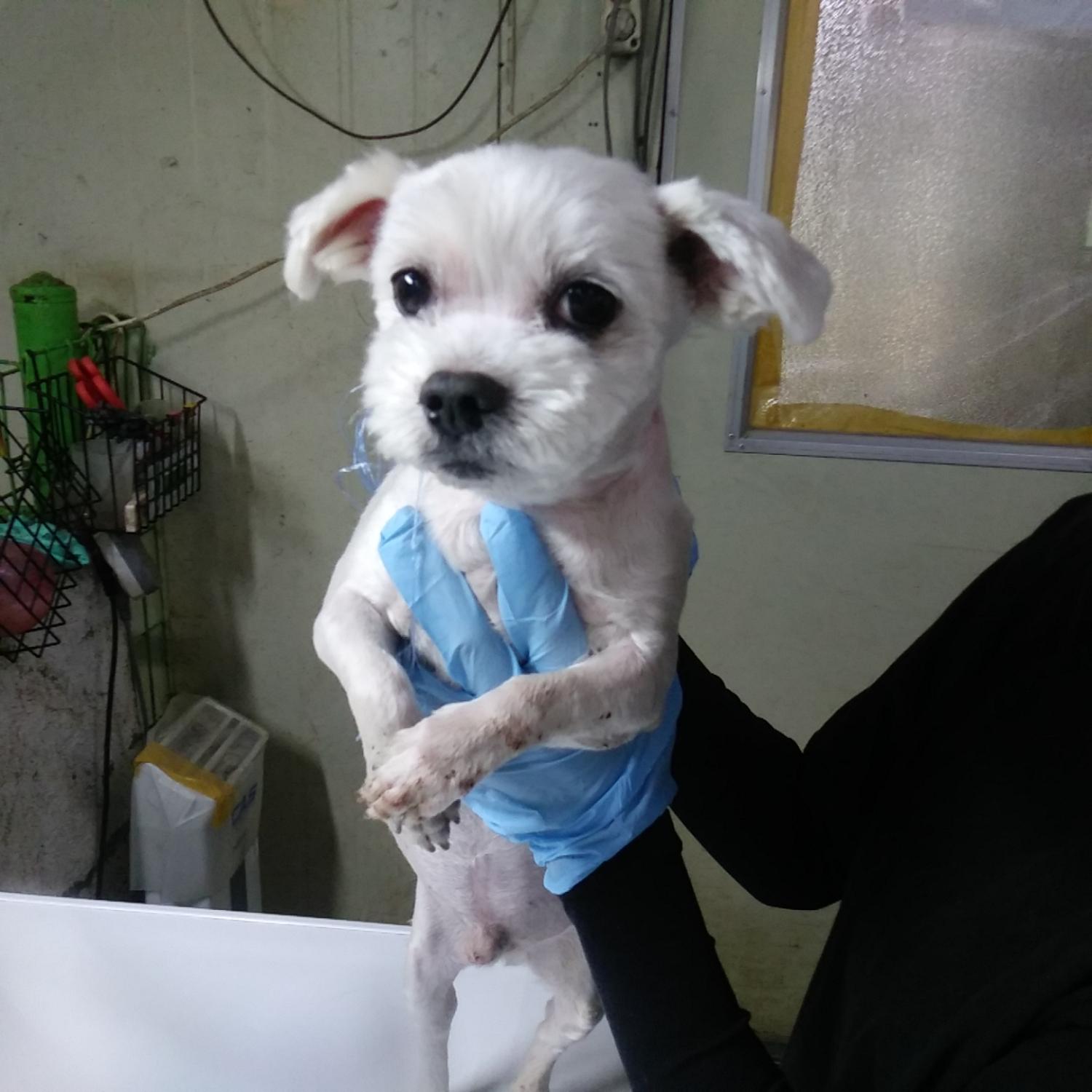 인천광역시수의사회_428353202300468