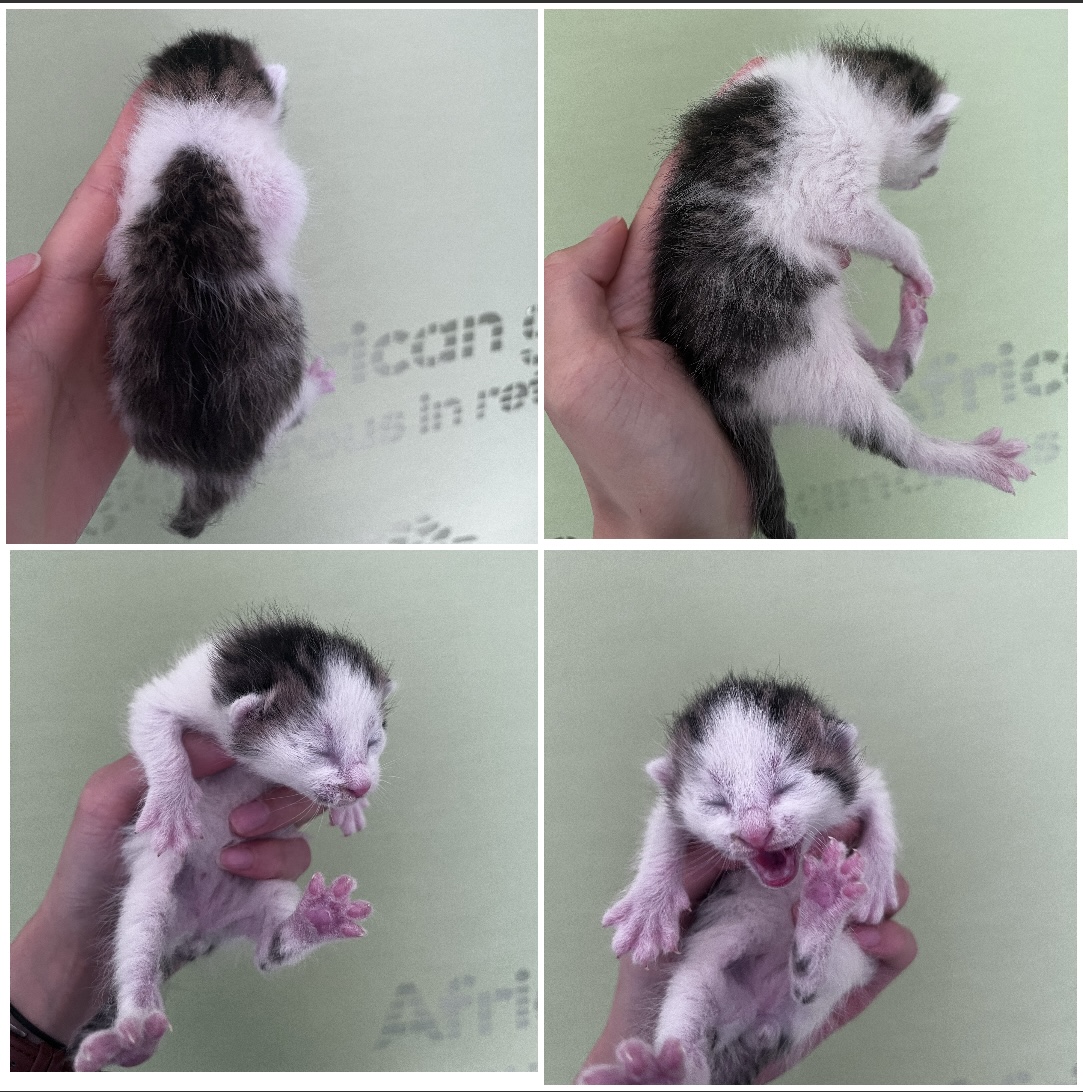 천안시유기동물보호소_444449202300750