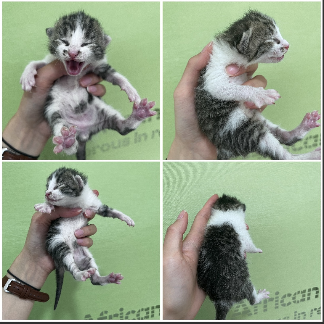 천안시유기동물보호소_444449202300751