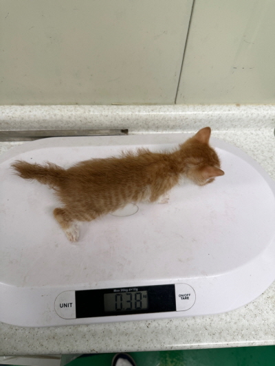 누리동물병원_426330202300041
