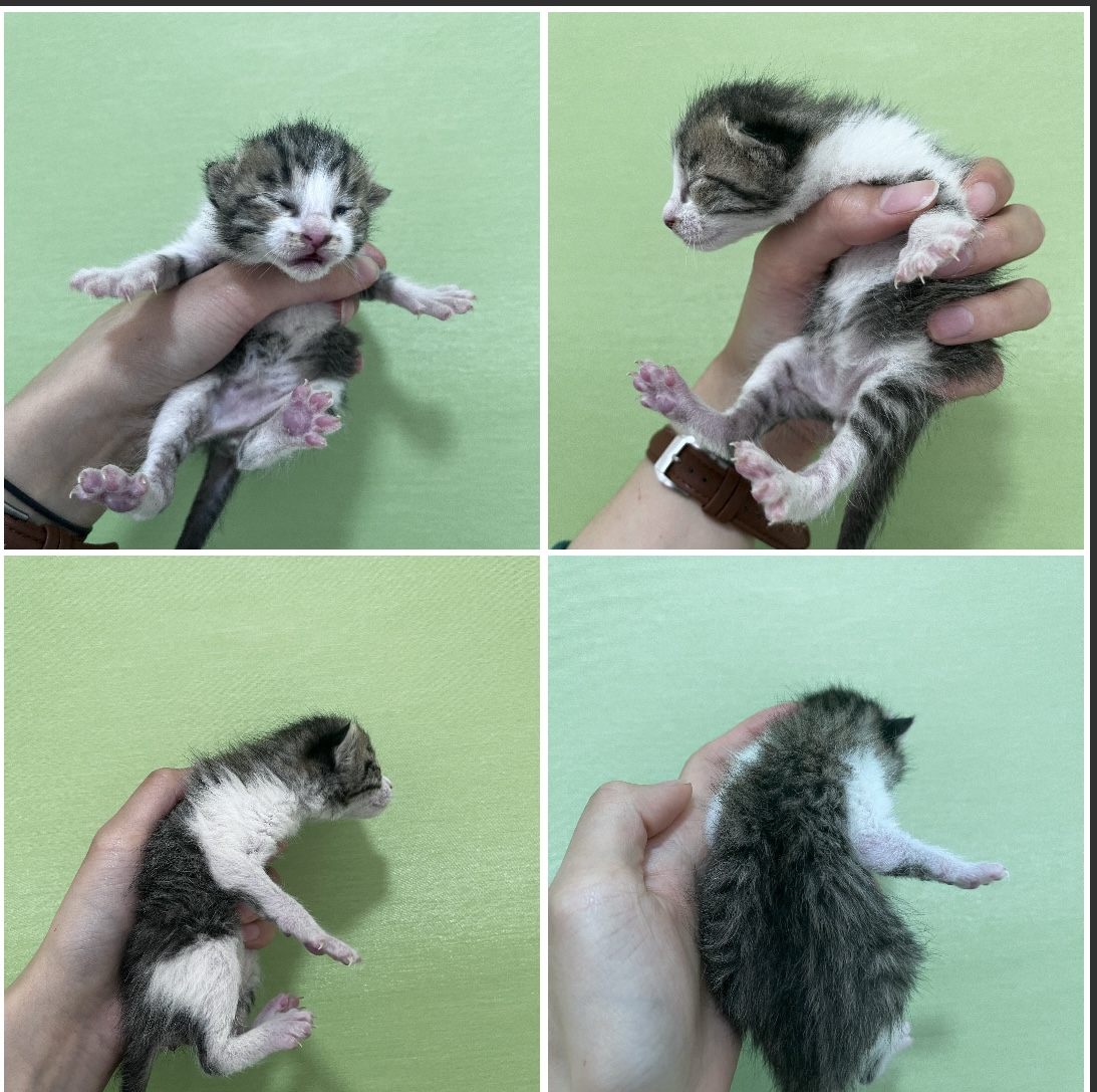 천안시유기동물보호소_444449202300753