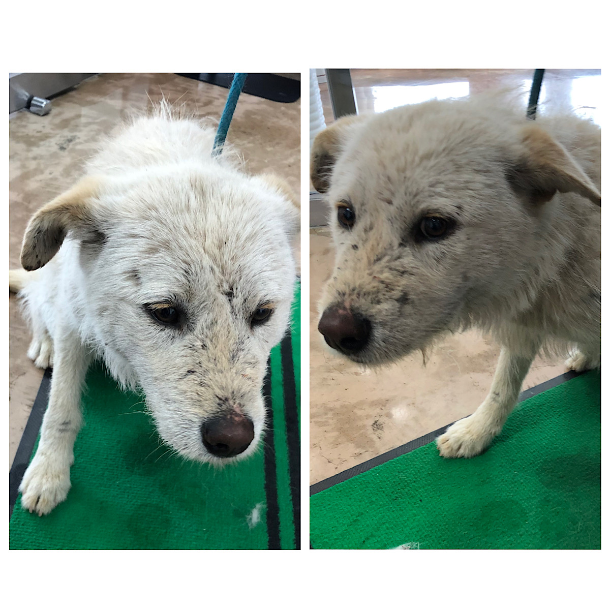 경주동물사랑보호센터_447505202300342