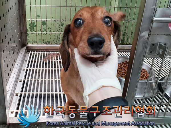 종료(입양) 닥스훈…
