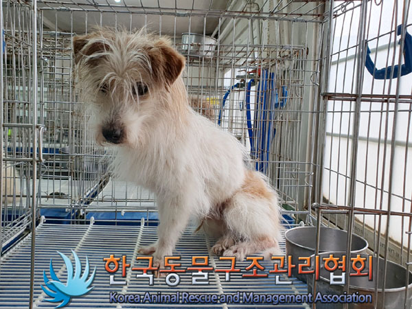 한국동물구조관리협회_441382202300225