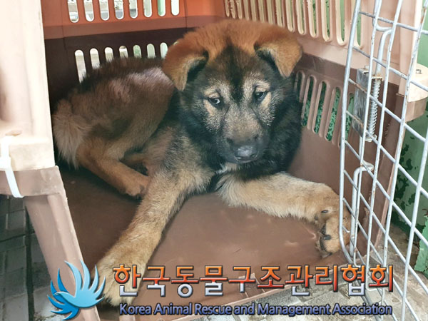 한국동물구조관리협회_411311202300233