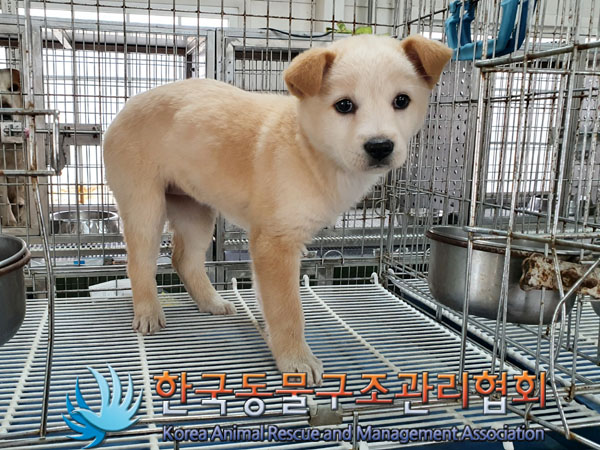 한국동물구조관리협회_441560202300328
