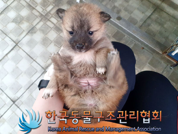 한국동물구조관리협회_441559202300285