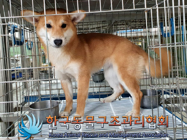 한국동물구조관리협회_441382202300226