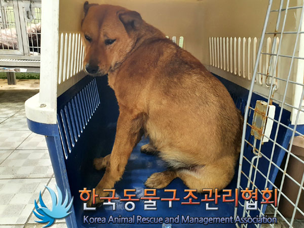 한국동물구조관리협회_411311202300232